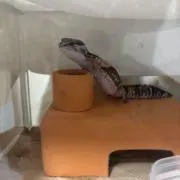 てむっその画像