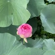 remoの画像
