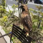 みーぼー