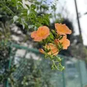 sarangの画像