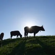ふじ