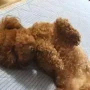 ムーチャンの画像