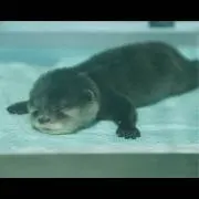 ひよの画像