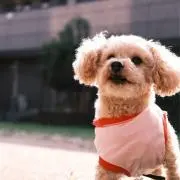 タイヨーの画像