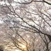らっこの画像