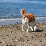 イッヌの画像