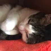 ★みっしー☆