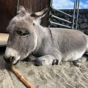 まいの画像