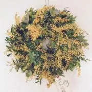 mimosaの画像