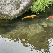 ねね※プロフ読んでください。の画像