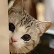 みかの画像