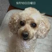 kosanの画像