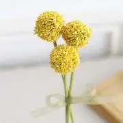 クラスペディアの画像