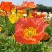 花の画像