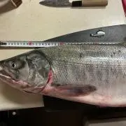サラセレーヌの画像