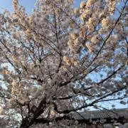 ササの画像