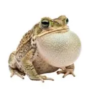 りんご飴の画像
