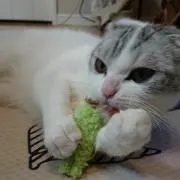 やしゃまる