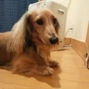 ジャッキー