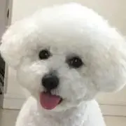 スーちゃんの画像