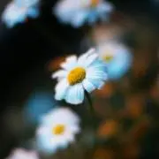 poの画像