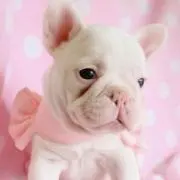 ころりんの画像