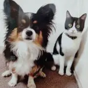 たんぽぽ