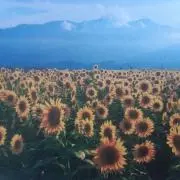 しろくまの画像