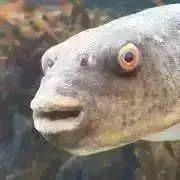 ふー！