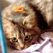 めーちゃん  'ェ'の画像