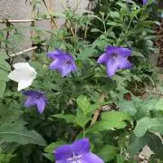 桔梗の画像
