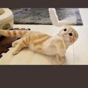 amiの画像