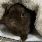 うさぎ
