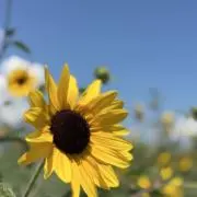 ココの画像