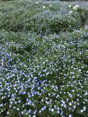 抹茶の画像