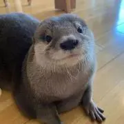 カワウソ太郎