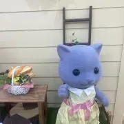 きいの画像