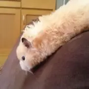 ハム