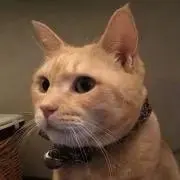 らーの画像