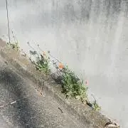 ひつじの画像