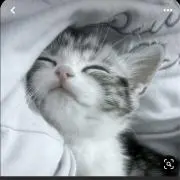 るるの画像
