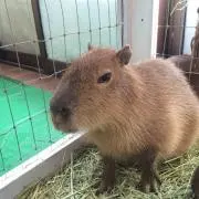 ゴッツの画像