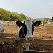 mobの画像