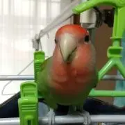 ぷりめいの画像