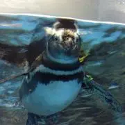 KARIの画像