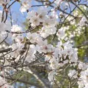 YumHP☆ 迅速発送◎値下げお気軽に♪の画像