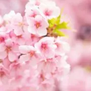 あやこ❇︎断捨離中の為一部出品削除予定の画像