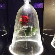 ポリンキー@