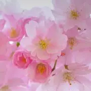 ふくちゃんの画像