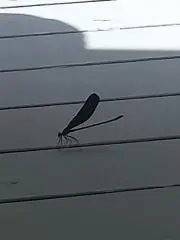 メル田の画像